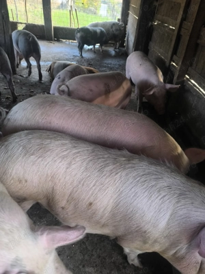 Porci 13 lei kg viu  - imagine 4