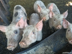porci pietran - imagine 3 porci pietran - imagine 3