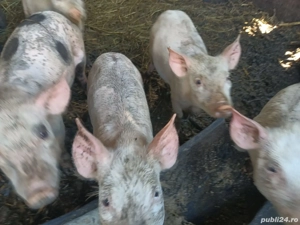 porci pietran - imagine 2 porci pietran - imagine 2