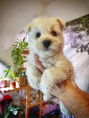   Pui Westie deosebiți   disponibili acum!   - imagine 7