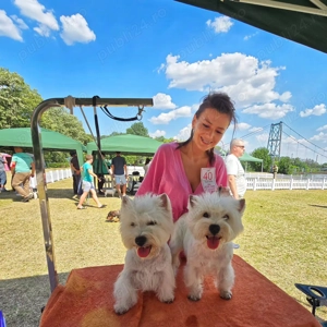   Pui Westie deosebiți   disponibili acum!   - imagine 6