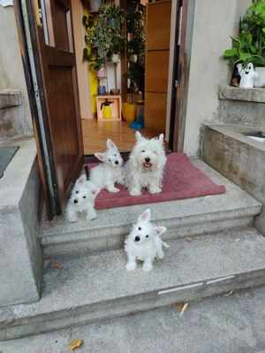   Pui Westie deosebiți   disponibili acum!   - imagine 8