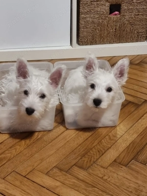   Pui Westie deosebiți   disponibili acum!   - imagine 10