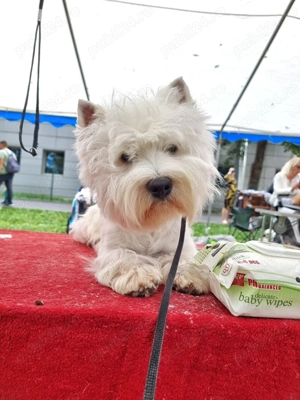   Pui Westie deosebiți   disponibili acum!   - imagine 9