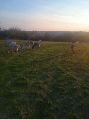 Vând capre - imagine 2