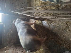 purcea si porc pentru craciun