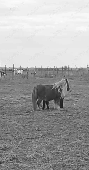 Poney farme  - imagine 3