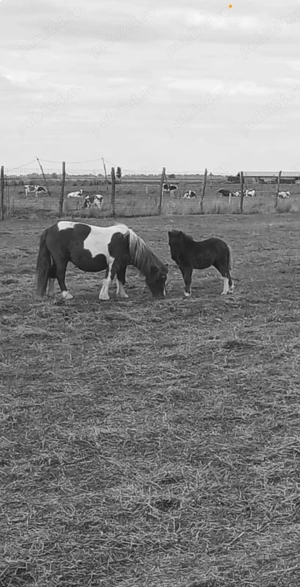Poney farme  - imagine 4