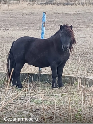 Poney farme  - imagine 5