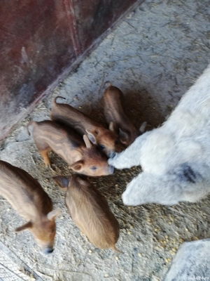 Purcei mangalita - imagine 2 Purcei mangalita - imagine 2