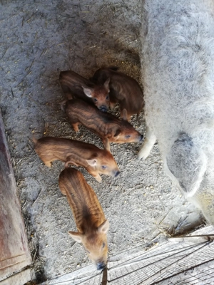 Purcei mangalita - imagine 5 Purcei mangalita - imagine 5