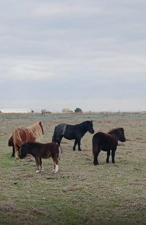 Poney farme  - imagine 2