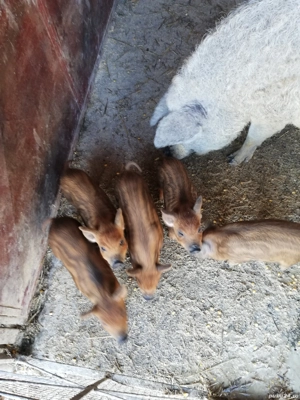 Purcei mangalita - imagine 4 Purcei mangalita - imagine 4