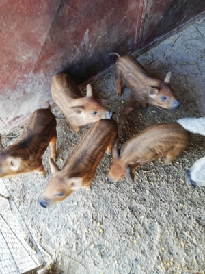 Purcei mangalita - imagine 3 Purcei mangalita - imagine 3