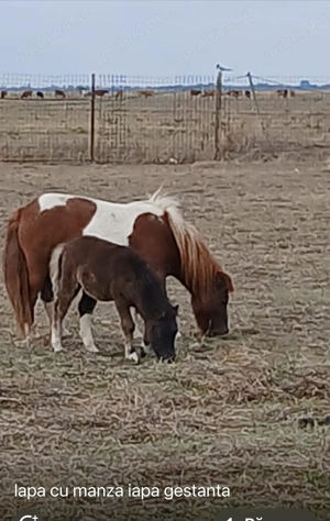 Poney farme  - imagine 6