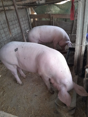 Porc de vanzare - imagine 4