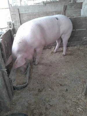 Porc de vanzare - imagine 3