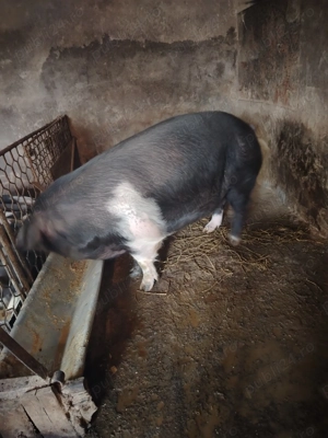 Porci de vânzare  - imagine 3