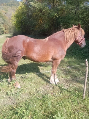 Cal de vânzare - imagine 3 Cal de vânzare - imagine 3