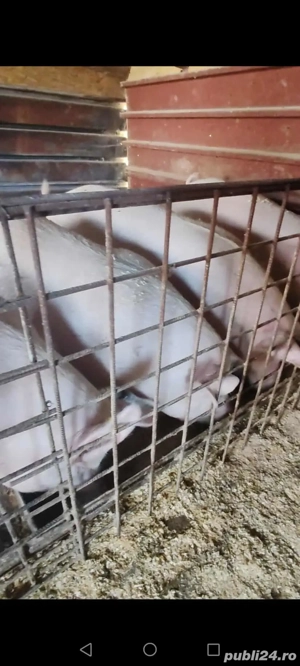 Vand porci foarte mâncăcioși!!! - imagine 2