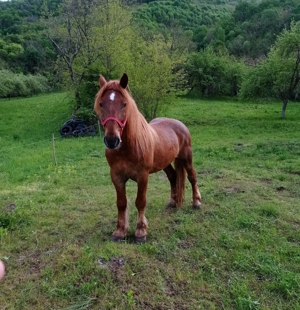 Cal de vânzare - imagine 4 Cal de vânzare - imagine 4