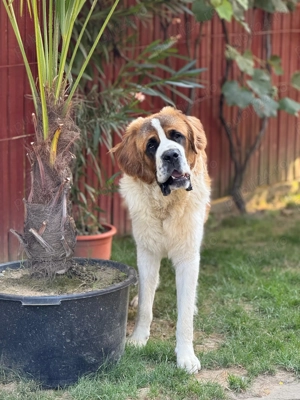 Mascul Saint Bernard cauta partenera