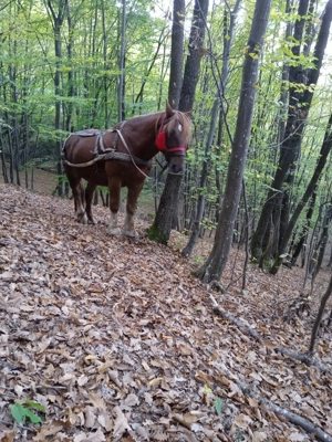 Cal de vânzare - imagine 5 Cal de vânzare - imagine 5