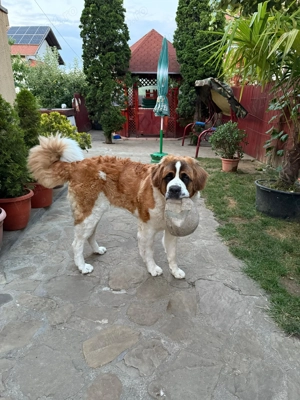 Mascul Saint Bernard cauta partenera