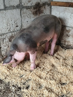 2 Scrofițe pentru reproducție Pietrain