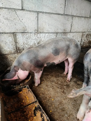 2 Scrofițe pentru reproducție Pietrain - imagine 4