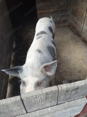 Vand porc Pietran pentru sacrificat