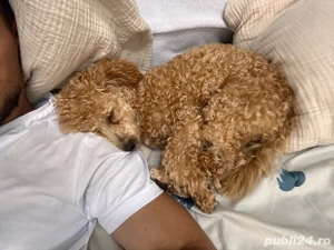 Cățelușă metis tip pudel, 9 luni, foarte jucăușă și blândă