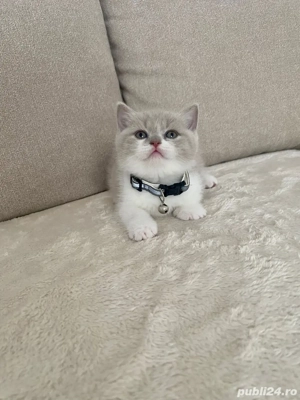 Motanel British Shorthair - imagine 5