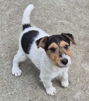 Fox Terrier tricolor