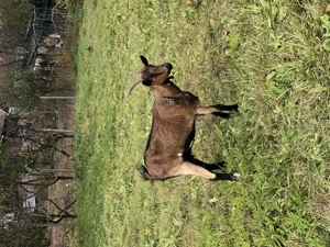 Vand capra alpina franceza  - imagine 3