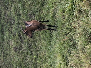 Vand capra alpina franceza  - imagine 2