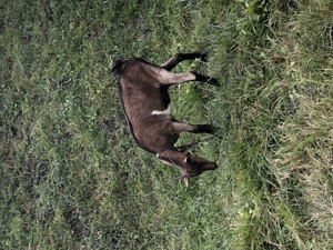 Vand capra alpina franceza  - imagine 4