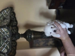 bichon maltez talie mica - imagine 3 bichon maltez talie mica - imagine 3