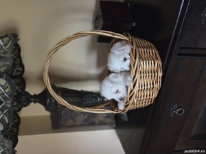 bichon maltez talie mica - imagine 2 bichon maltez talie mica - imagine 2