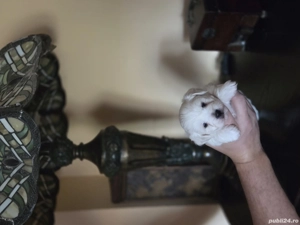 bichon maltez talie mica - imagine 5 bichon maltez talie mica - imagine 5