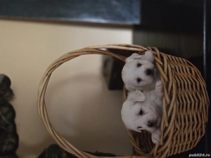 bichon maltez talie mica - imagine 4 bichon maltez talie mica - imagine 4