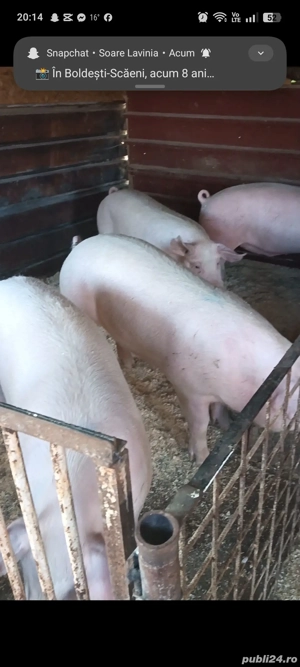 Vand porci super preț si calitate