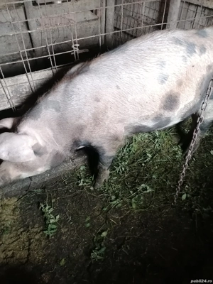 De vânzare scroafa.