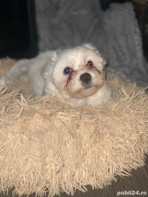 pui de bishon  - imagine 2