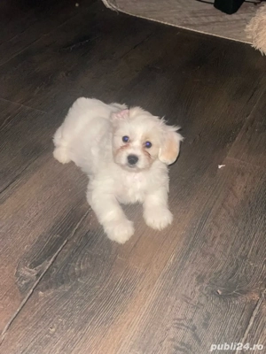 pui de bishon  - imagine 3