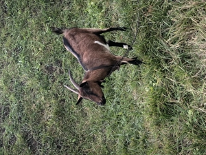 Vand capra alpina franceza  - imagine 5