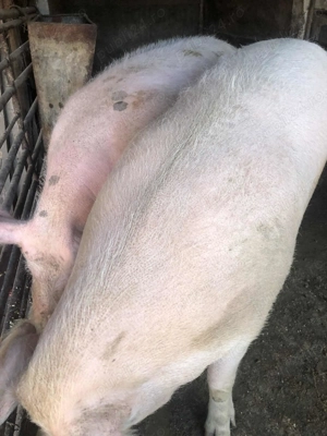 Porci de carne rasa "marele alb"