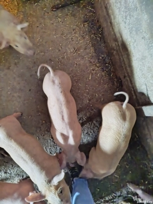 Purcei.     - imagine 2