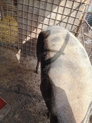 Vand porci crescuti natural - imagine 2