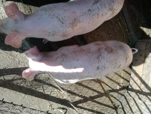 Purcei de vanzare - imagine 2 Purcei de vanzare - imagine 2